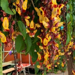 Shrubs Thunbergia Mysorensis Full Sun