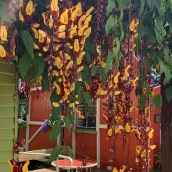 Shrubs Thunbergia Mysorensis Full Sun