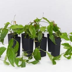 Shrubs Thunbergia Mysorensis Full Sun