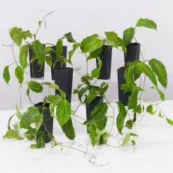 Shrubs Thunbergia Mysorensis Full Sun