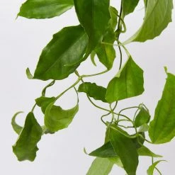 Shrubs Thunbergia Mysorensis Full Sun