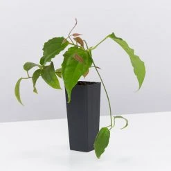 Shrubs Thunbergia Mysorensis Full Sun