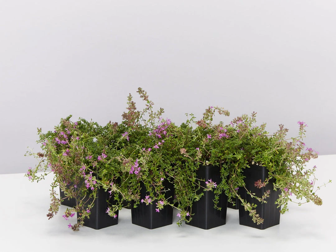 Shrubs Full Sun Creeping Thyme -Thymus Praecox 3 Shrubs Full Sun Creeping Thyme -Thymus Praecox