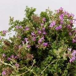 Shrubs Full Sun Creeping Thyme -Thymus Praecox 12 Shrubs Full Sun Creeping Thyme -Thymus Praecox