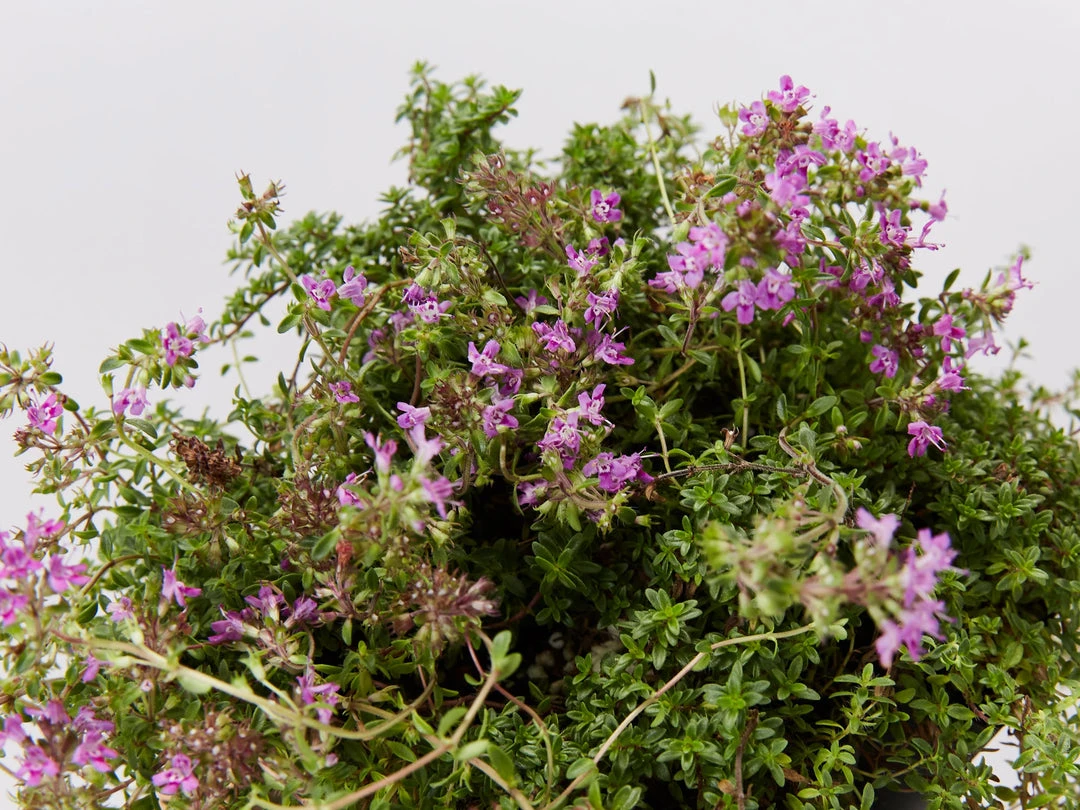 Shrubs Full Sun Creeping Thyme -Thymus Praecox 7 Shrubs Full Sun Creeping Thyme -Thymus Praecox