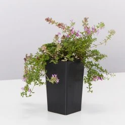 Shrubs Full Sun Creeping Thyme -Thymus Praecox 10 Shrubs Full Sun Creeping Thyme -Thymus Praecox