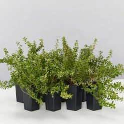 Shrubs Thymus X Citriodorus Variegated Lemon Thyme