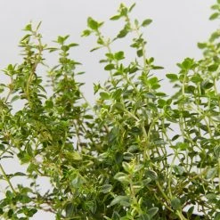 Shrubs Thymus X Citriodorus Variegated Lemon Thyme
