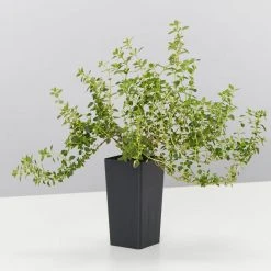 Shrubs Thymus X Citriodorus Variegated Lemon Thyme 9 Shrubs Thymus X Citriodorus Variegated Lemon Thyme