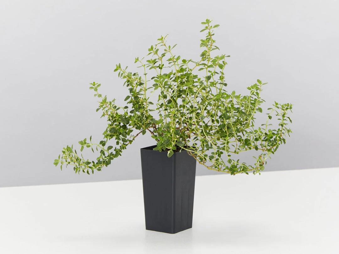 Shrubs Thymus X Citriodorus Variegated Lemon Thyme 5 Shrubs Thymus X Citriodorus Variegated Lemon Thyme