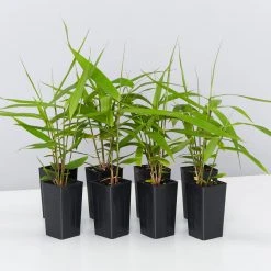 Shrubs Thysanolaena Maxima Tiger Grass