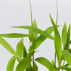 Shrubs Thysanolaena Maxima Tiger Grass