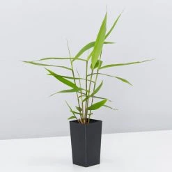 Shrubs Thysanolaena Maxima Tiger Grass