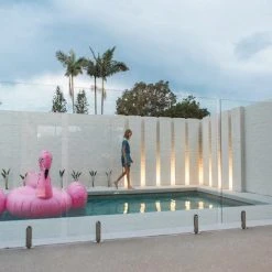 Shrubs Strelitzia Reginae "Bird Of Paradise" 14 Shrubs Strelitzia Reginae