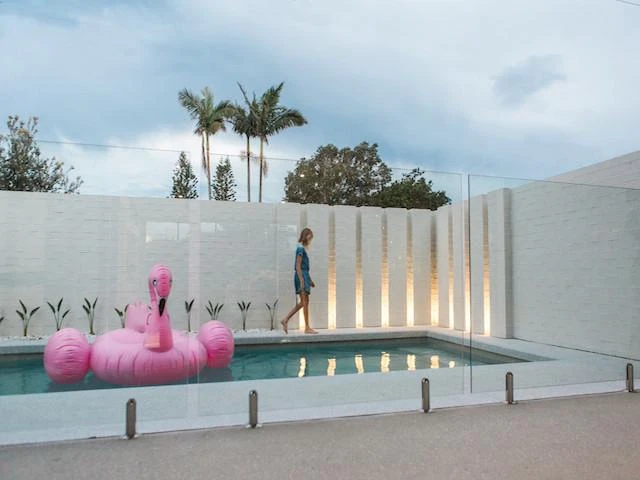 Shrubs Strelitzia Reginae "Bird Of Paradise" 8 Shrubs Strelitzia Reginae "Bird Of Paradise"