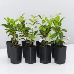 Hedge Star Jasmine Hedging Or Ground Cover Pack Hedging Plants