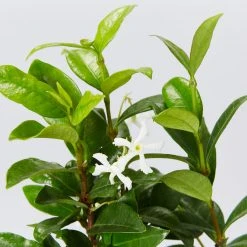 Shrubs Assorted Pack Of Outdoor Climbing Plants