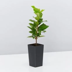 Hedge Star Jasmine Hedging Or Ground Cover Pack Hedging Plants