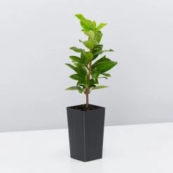 Shrubs Assorted Pack Of Outdoor Climbing Plants