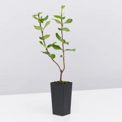 Shrubs Hedging Plants Trachelospermum Yellow Star