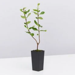 Shrubs Ground Covers Mixed Jasmine Pack