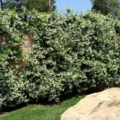 Hedge Star Jasmine Hedging Or Ground Cover Pack Hedging Plants