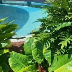 Shrubs Pool Friendly Plants Tropical Mixed Pack Of Outdoor Plants