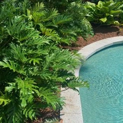 Shrubs Philodendron Xanadu Border Plants