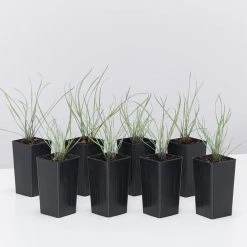 Shrubs Tulbaghia Cominsii X Violacea Purple Eye 'Society Garlic' Border Plants