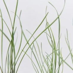 Shrubs Tulbaghia Cominsii X Violacea Purple Eye 'Society Garlic' Border Plants