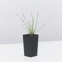 Shrubs Tulbaghia Cominsii X Violacea Purple Eye 'Society Garlic' Border Plants