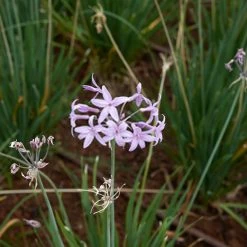 Shrubs Tulbaghia Cominsii X Violacea Purple Eye 'Society Garlic' Border Plants