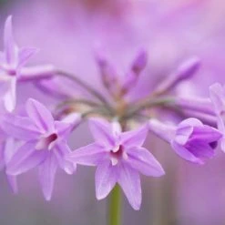 Shrubs Tulbaghia Cominsii X Violacea Purple Eye 'Society Garlic' Border Plants