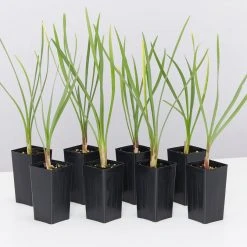 Shrubs Border Plants Tulbaghia Violacea