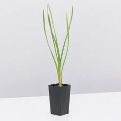 Shrubs The Edible Plants Pack