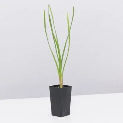 Shrubs Border Plants Tulbaghia Violacea