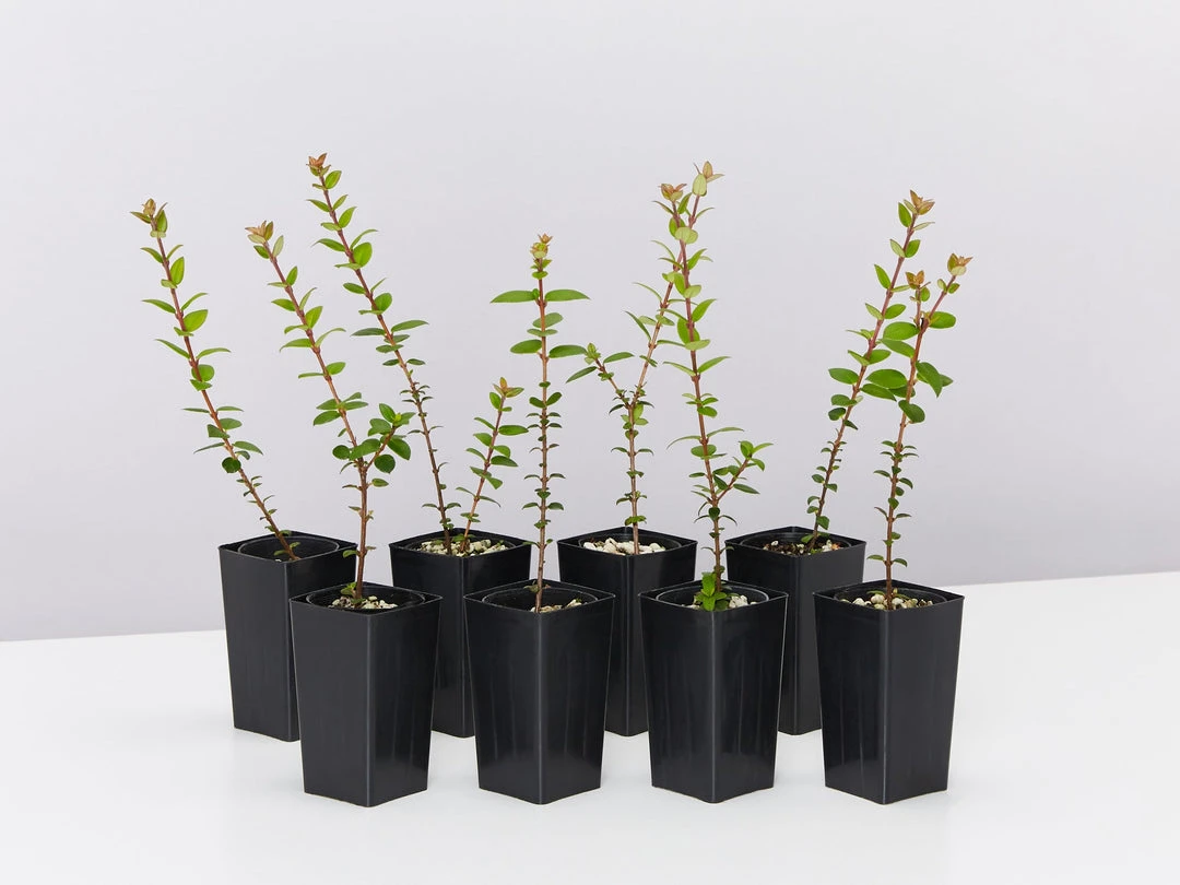 Shrubs Ugni Molinae 3 Shrubs Ugni Molinae