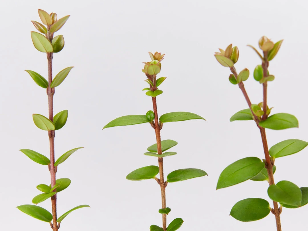 Shrubs Ugni Molinae 4 Shrubs Ugni Molinae