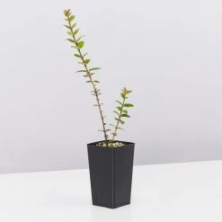 Shrubs Ugni Molinae 8 Shrubs Ugni Molinae