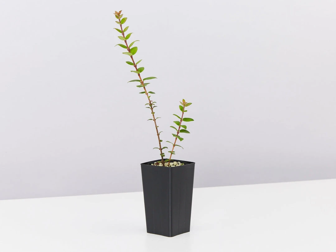 Shrubs Ugni Molinae 5 Shrubs Ugni Molinae