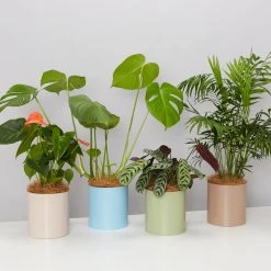 Urban Eden Mocha Vessel + Potted Plant