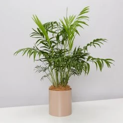 Urban Eden Mocha Vessel + Potted Plant