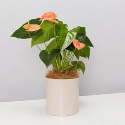 Urban Eden Oatmeal Vessel + Potted Plant
