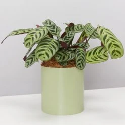 Urban Eden Sage Vessel + Potted Plant