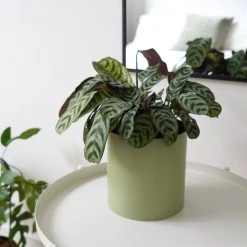 Urban Eden Sage Vessel + Potted Plant