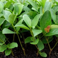 Ozbreed Viburnum Odoratissimum Dense Fence™ Pbr Hedge 10 Ozbreed Viburnum Odoratissimum Dense Fence™ Pbr Hedge