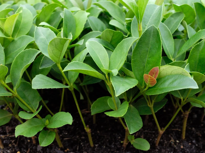 Ozbreed Viburnum Odoratissimum Dense Fence™ Pbr Hedge 6 Ozbreed Viburnum Odoratissimum Dense Fence™ Pbr Hedge