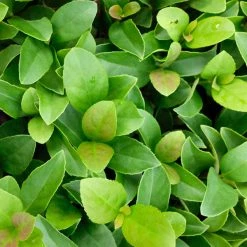 Ozbreed Viburnum Odoratissimum Dense Fence™ Pbr Hedge 11 Ozbreed Viburnum Odoratissimum Dense Fence™ Pbr Hedge