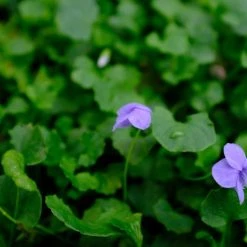 Shrubs Border Plants Viola Hederacea Baby Blue