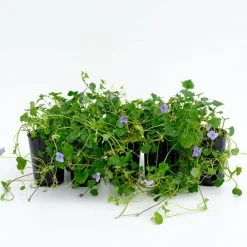 Shrubs Border Plants Viola Hederacea Baby Blue